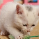 頭にハート型模様子猫ブルーアイ子猫の里親募集 - 北九州市