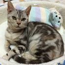 人間大好き！甘えたアメショーちゃん。