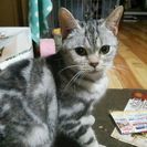 人間大好き！甘えたアメショーちゃん。 - 大津市