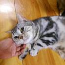 人間大好き！甘えたアメショーちゃん。 - 猫
