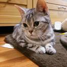 人間大好き！甘えたアメショーちゃん。 − 滋賀県