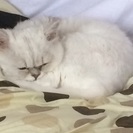 ペルシャ猫（メス）です