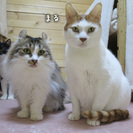 白くて大きな甘えん坊さん。まるくん。 - 猫