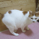 白くて大きな甘えん坊さん。まるくん。 − 滋賀県