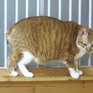 ぽってりシルエットにまぁるい尻尾が魅力のレディちゃん。 - 猫