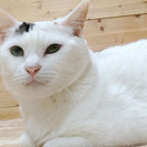 白い体にピンクのお鼻。あられちゃん。
