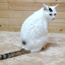 白い体にピンクのお鼻。あられちゃん。 − 滋賀県