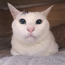 白い体にピンクのお鼻。あられちゃん。 - 里親募集