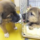 生後１カ月雑種の６匹兄妹です！