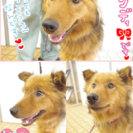 おっとり優しい６匹兄妹のお母さんです！