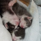 急募　仔猫3匹