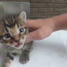 子猫たちの里親になってください。