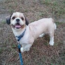 非情に人懐っこい犬です。【中型犬・５歳】