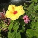 愛知　長久手で癒しのフラ（ハーラウ　オラパクイカライ　オ　ホクアウラニ名古屋）長久手カルチャークラスの画像