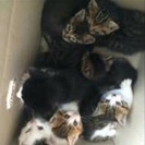 大至急！子猫を拾いました！