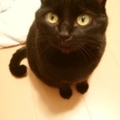 10歳メス猫、里親探しています。