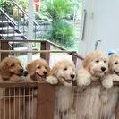 ＤＯＧＰＬＥＸ　ペットホテル２４時間スタッフ常駐♪ − 神奈川県
