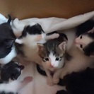 子猫もらってください