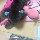 急募 - 犬