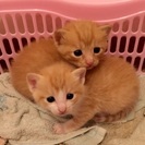 4月26日産まれの子ねこ♥️