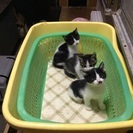 子猫の里親さんを探しています。