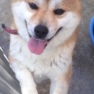 柴犬オス、３歳です。