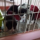 子猫