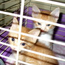 生後２ヶ月の男の子２匹です。 - 猫