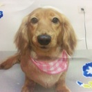 可愛がってくださる方を探しております。