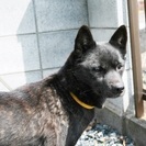純血　甲斐犬