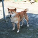 日保血統書付き　柴犬の女の子