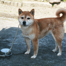 日保血統書付き　柴犬の女の子 - 北秋田市
