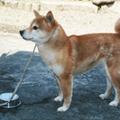 日保血統書付き　柴犬の女の子 - 犬