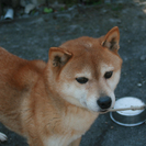 日保血統書付き　柴犬の女の子 − 秋田県