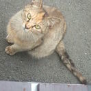 猫欲しい方。