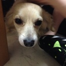 チワックス