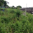 草刈り・除草の御依頼お待ちしてます