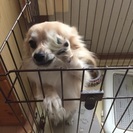 性格が明るく、人懐っこい性格のチワワです。