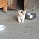 可愛い三毛猫里親探しています。 