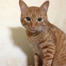 保護猫…子猫〜成猫まで沢山居ます。優しい家庭に引き取って貰いたいです。