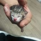 かわいい子猫ちゃん