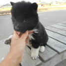 生後６０日ぐらいの雑種の子犬達。