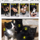 4月13日に生まれた仔猫の里親を募集します