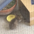 キジ子猫２匹