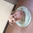 ３歳トイプードル　男の子