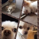 新しい家族へ