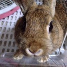 うさぎ