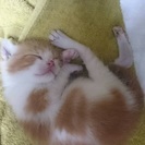 捨て猫保護しました - 猫