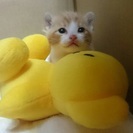 捨て猫保護しました − 京都府