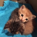 生後1か月の赤ちゃんです(*^^*)